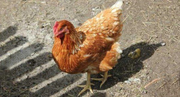 Jak poznat a léčit průjem u nosnic?